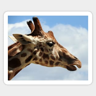 Giraffe Sticker